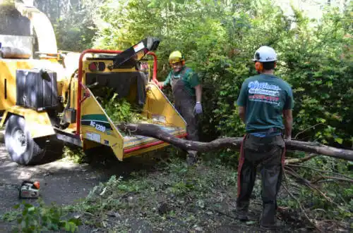 tree services Shady Hills